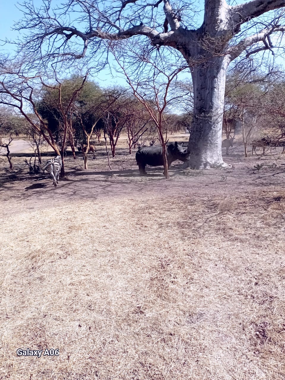 Safari à Bandia
